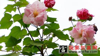 芙蓉花不开花怎么回事