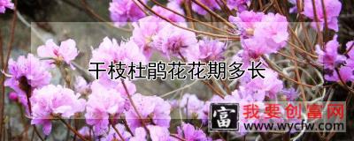 干枝杜鹃花花期多长