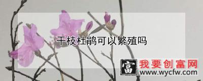 干枝杜鹃可以繁殖吗