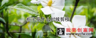 栀子花什么时候剪枝