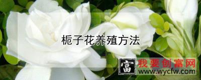 栀子花养殖方法