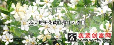 秋天栀子花黄叶是什么原因