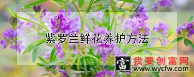 紫罗兰鲜花养护方法