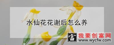 水仙花花谢后怎么养