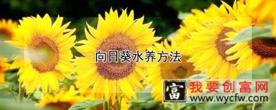 向日葵水养方法