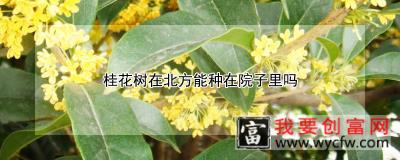 桂花树在北方能种在院子里吗