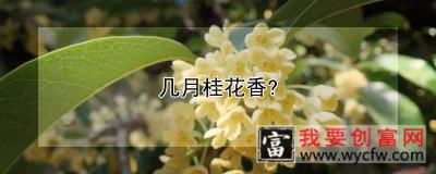 几月桂花香?