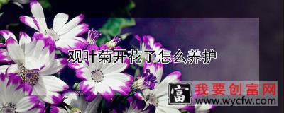 观叶菊开花了怎么养护