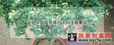 金银花盆栽<a href=https://www.wycfw.com/e/tags/?tagid=63 target=_blank class=infotextkey><a href=https://www.wycfw.com/yangzhi/ target=_blank class=infotextkey>养殖</a></a>方法和注意事项