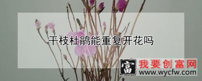 干枝杜鹃能重复开花吗