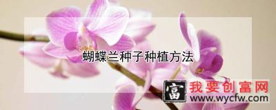 蝴蝶兰种子种植方法