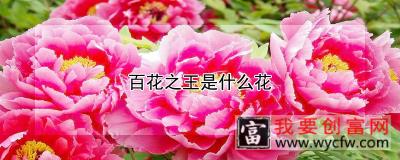 百花之王是什么花