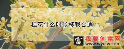 桂花什么时候移栽合适