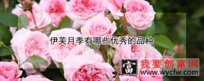 伊芙月季有哪些优秀的品种