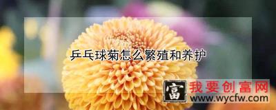 乒乓球菊怎么繁殖和养护