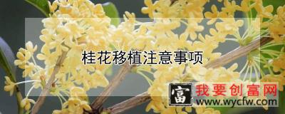 桂花移植注意事项