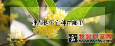 桂花树不宜种在哪里