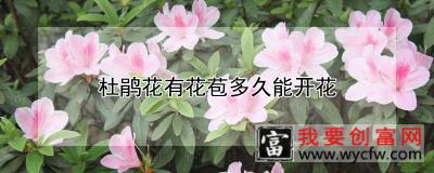 杜鹃花有花苞多久能开花