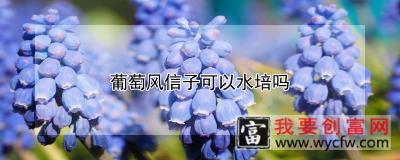 葡萄风信子可以水培吗