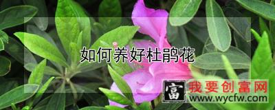 如何养好杜鹃花