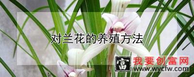 对兰花的养殖方法