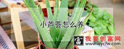 小芦荟怎么养