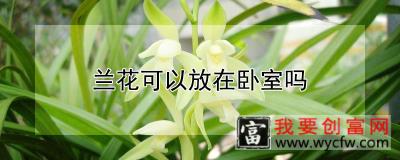 兰花可以放在卧室吗