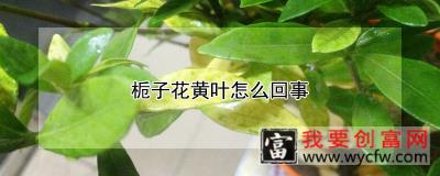 栀子花黄叶怎么回事