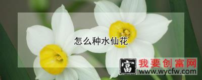 怎么种水仙花