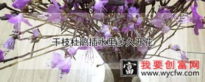 干枝杜鹃插水里多久开花