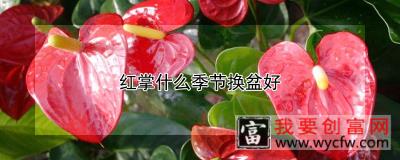 红掌什么季节换盆好