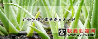 芦荟怎样才能长得又大又好