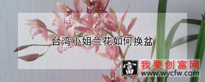 台湾小姐兰花如何换盆