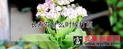 长寿花什么时候打顶