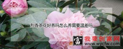 烈香茶花好养吗怎么养需要温差吗