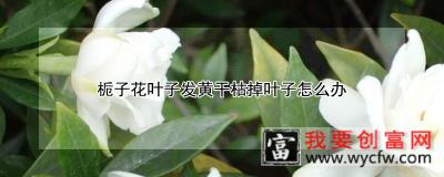 栀子花叶子发黄干枯掉叶子怎么办