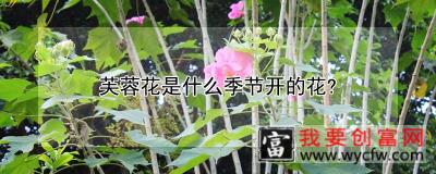 芙蓉花是什么季节开的花？