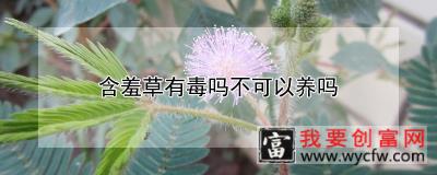 含羞草有毒吗不可以养吗