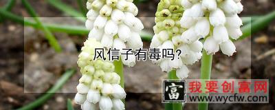 风信子有毒吗?