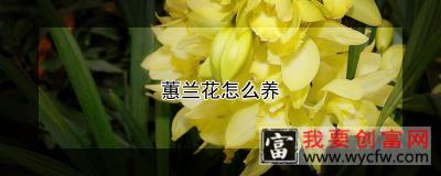 蕙兰花怎么养