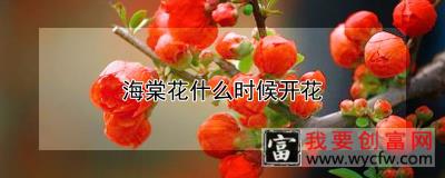 海棠花什么时候开花