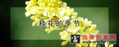 桂花的季节