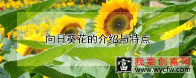 向日葵花的介绍与特点