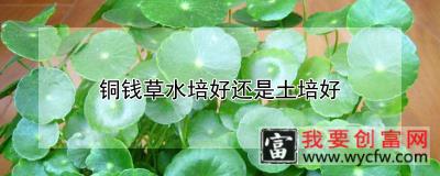 铜钱草水培好还是土培好