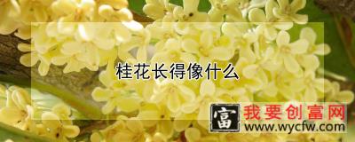 桂花长得像什么