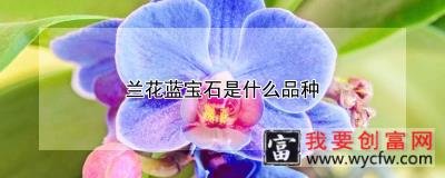 兰花蓝宝石是什么品种