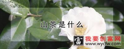 山茶是什么