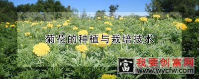 菊花的种植与<a href=https:/www.wycfw.com/e/tags/?tagid=230 target=_blank class=infotextkey>栽培技术</a>