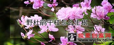 野杜鹃干枝怎么生根