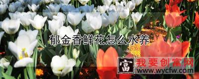 郁金香鲜花怎么水养